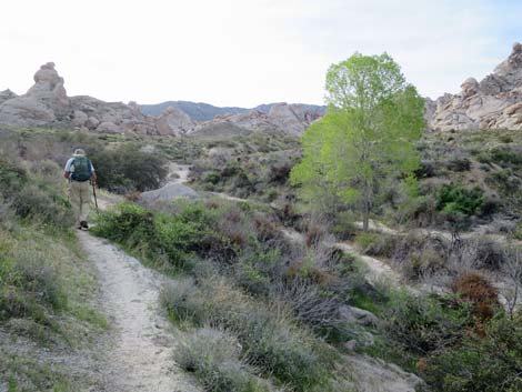 Grapevine Canyon