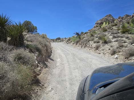 Christmas Tree Pass Road