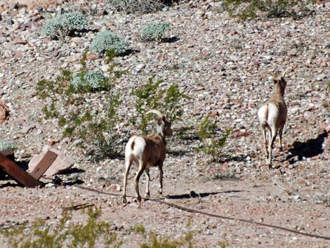 Desert Bighorn Sheep (Ovis canadensis)