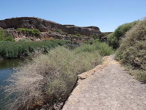 Wetlands Trail