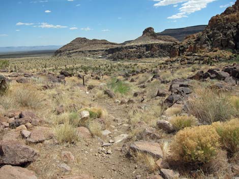 Cactus Garden Loop Trail