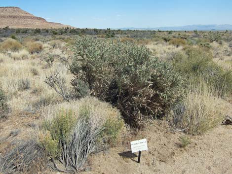 Hole in the Wall Nature Trail