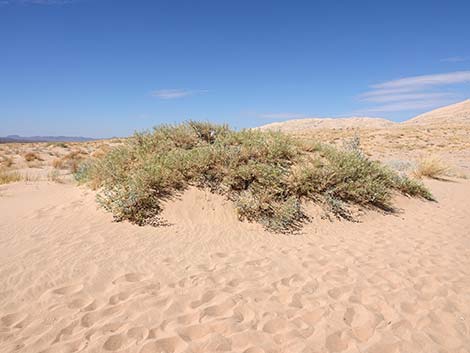 Kelso Dunes