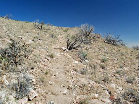 Mid Hills Loop Trail