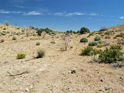 Mid Hills Loop Trail