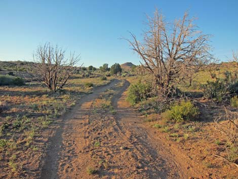 Mid Hills Loop Trail