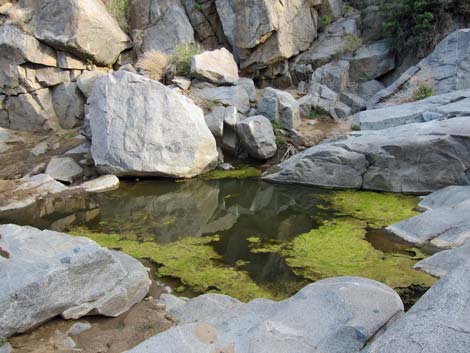 Rock Spring Loop Trail