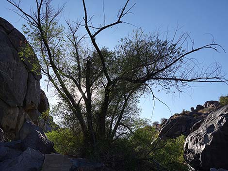 Rock Spring Loop Trail