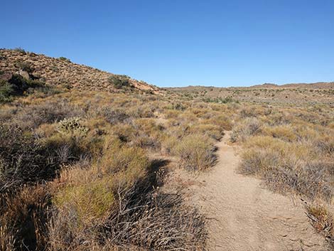 Rock Spring Loop Trail