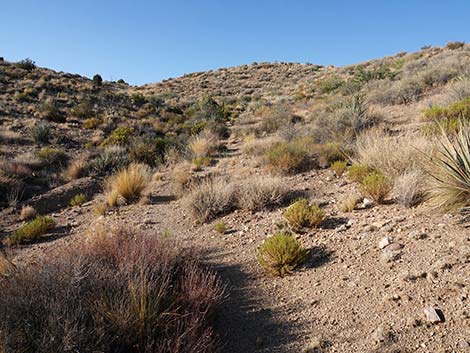 Rock Spring Loop Trail