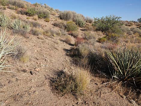 Rock Spring Loop Trail