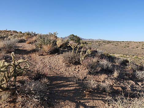 Rock Spring Loop Trail