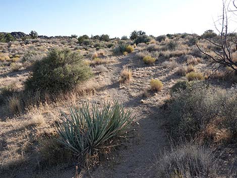 Rock Spring Loop Trail