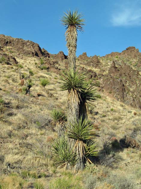 World's Tallest Yucca