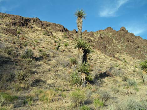 Mojave Yucca (Yucca schidigera)