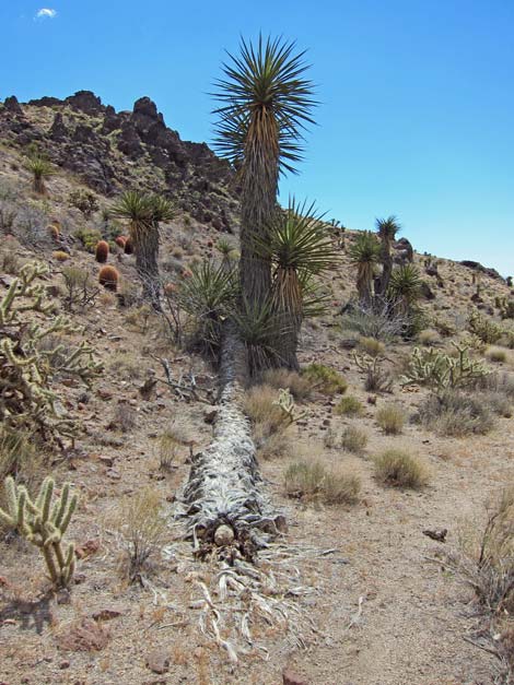 World's Tallest Yucca