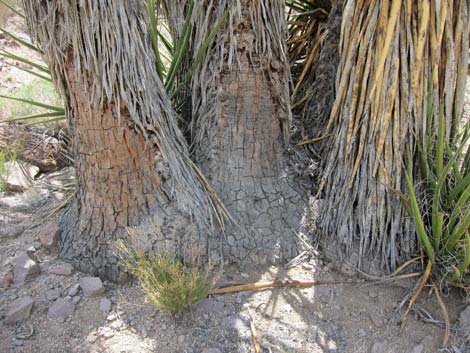 World's Tallest Yucca