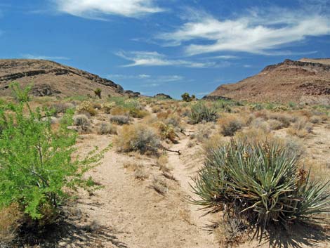 Wild Horse Spur Trail