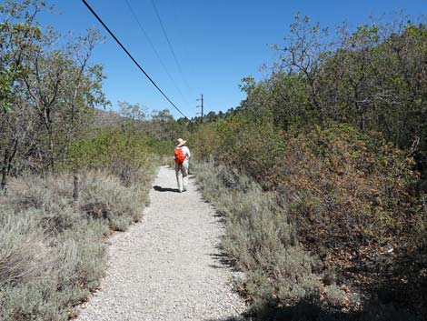 Acastus Trail