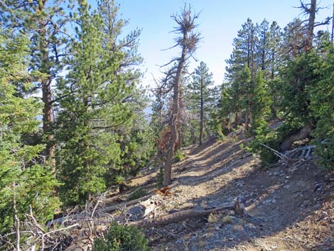 Bonanza Peak Trail