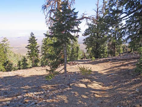 Bonanza Peak Trail