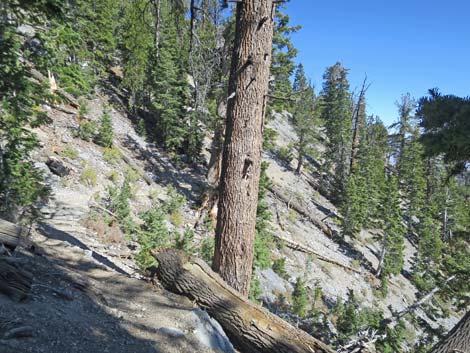 Bonanza Peak Trail