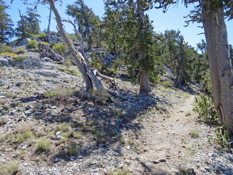 Bonanza Peak Trail