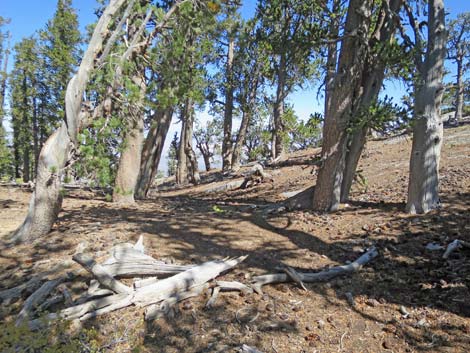 Bonanza Peak Trail