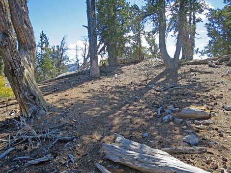 Bonanza Peak Trail