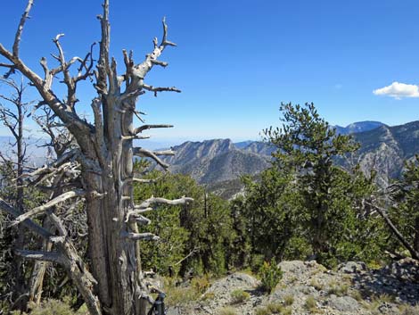 Bonanza Peak Trail