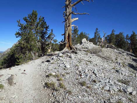 Bonanza Trail