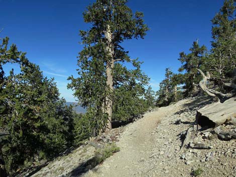 Bonanza Trail