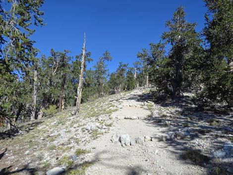 Bonanza Trail