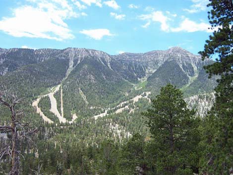 Bristlecone Trail