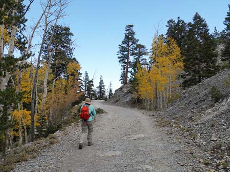 Bristlecone Trail