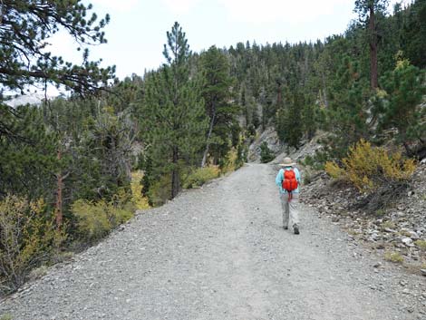 Bristlecone Trail