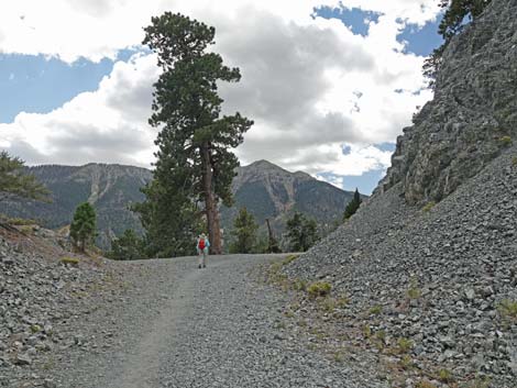 Bristlecone Trail