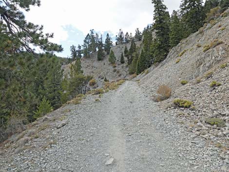 Bristlecone Trail