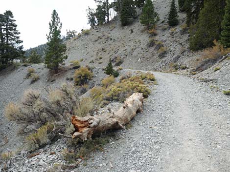 Bristlecone Trail