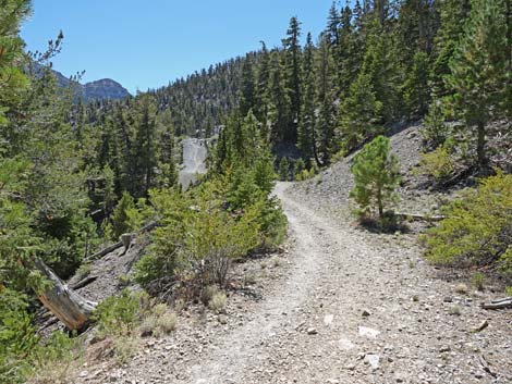 Bristlecone Trail