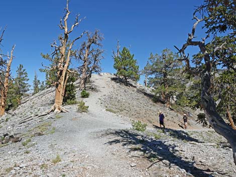 Bristlecone Trail