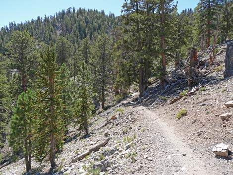 Bristlecone Trail