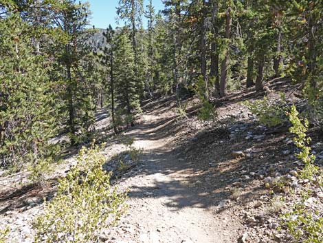 Bristlecone Trail