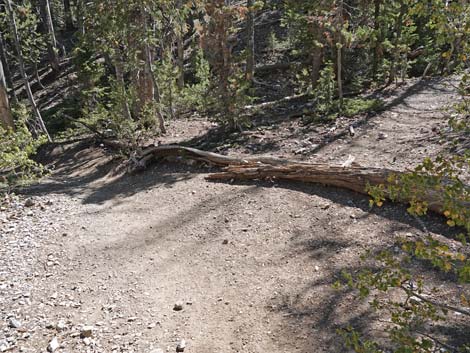 Bristlecone Trail