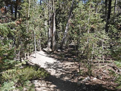 Bristlecone Trail