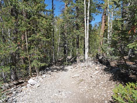 Bristlecone Trail