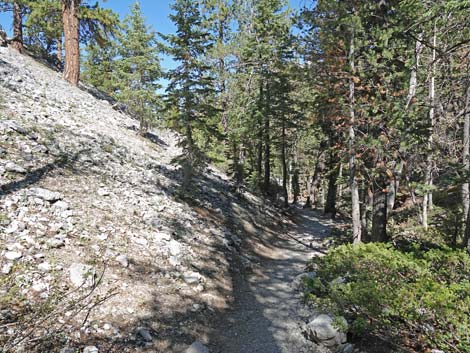 Bristlecone Trail