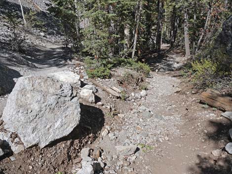 Bristlecone Trail