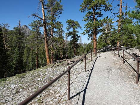 Bristlecone Trail