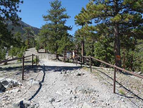 Bristlecone Trail